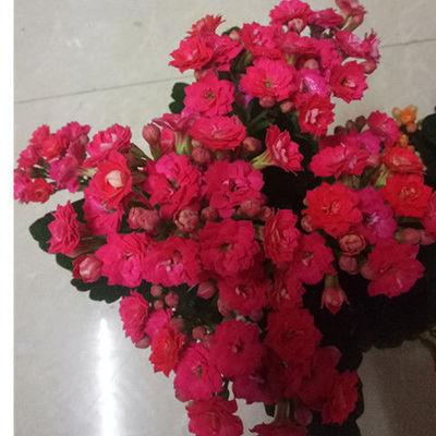 Разсад на дълголетно цвете в саксия – сянкоустойчив, люби влажна среда; пречиства въздуха, абсорбира формалдехид, отблъсква комари; подходящ за спалня, кабинет, кухня, масичка за кафе и баня