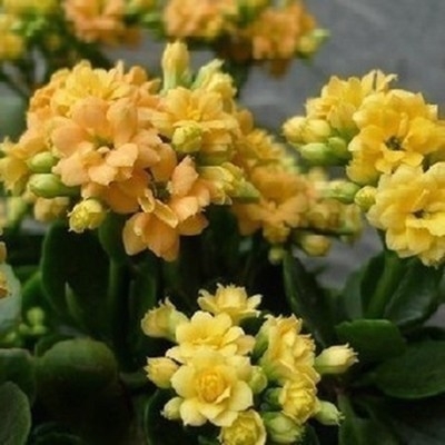 Разсад на дълголетно цвете в саксия – сянкоустойчив, люби влажна среда; пречиства въздуха, абсорбира формалдехид, отблъсква комари; подходящ за спалня, кабинет, кухня, масичка за кафе и баня