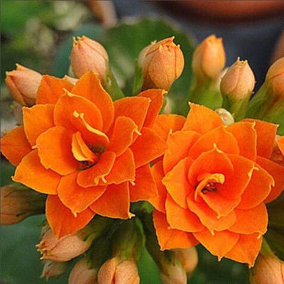 Разсад на дълголетно цвете в саксия – сянкоустойчив, люби влажна среда; пречиства въздуха, абсорбира формалдехид, отблъсква комари; подходящ за спалня, кабинет, кухня, масичка за кафе и баня