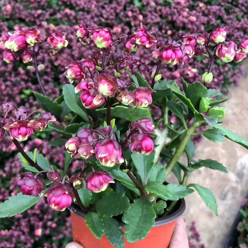 Разсад на дълголетно цвете в саксия – сянкоустойчив, люби влажна среда; пречиства въздуха, абсорбира формалдехид, отблъсква комари; подходящ за спалня, кабинет, кухня, масичка за кафе и баня