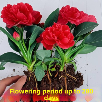 Siseruumide potitaim kontorile ja elutuppa — õhu puhastamine, igavene rohelus kogu aasta ringis