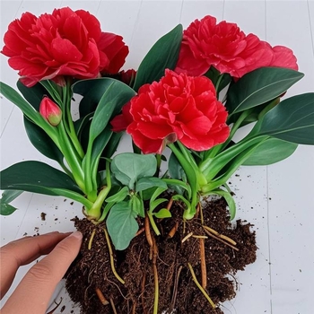 Интериорно саксийно растение за офис и дневна — пречиства въздуха, вечнозелено през всички сезони