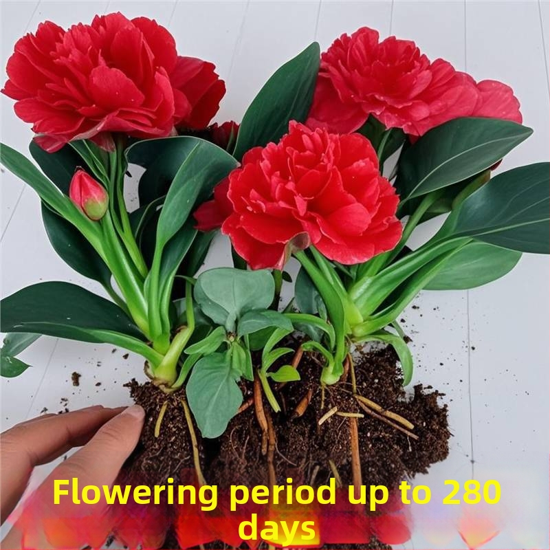 Siseruumide potitaim kontorile ja elutuppa — õhu puhastamine, igavene rohelus kogu aasta ringis