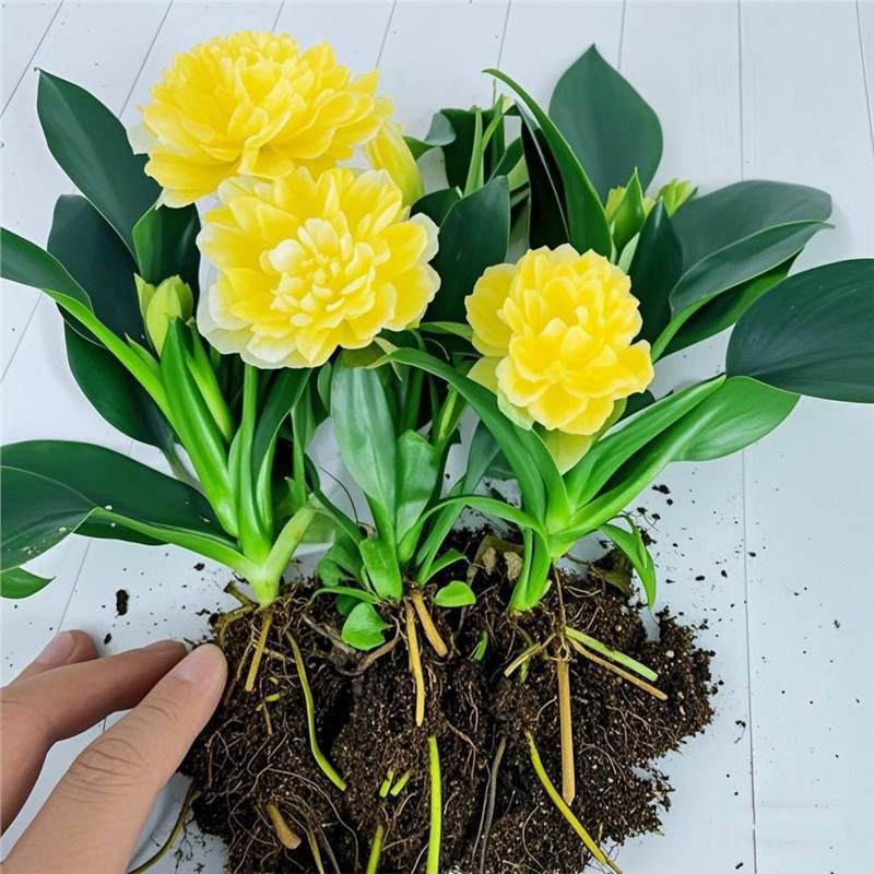 Интериорно саксийно растение за офис и дневна — пречиства въздуха, вечнозелено през всички сезони