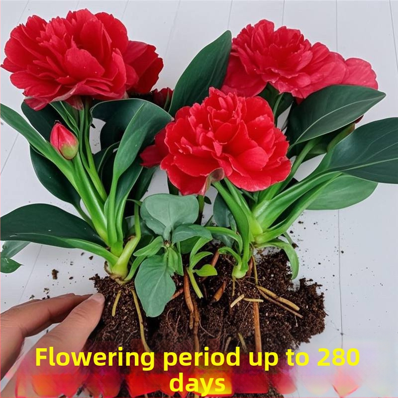 Siseruumide potitaim kontorile ja elutuppa — õhu puhastamine, igavene rohelus kogu aasta ringis