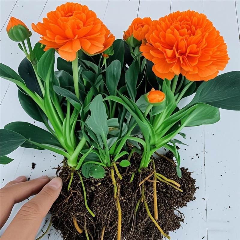 Интериорно саксийно растение за офис и дневна — пречиства въздуха, вечнозелено през всички сезони