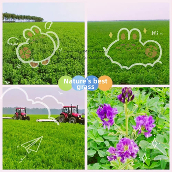 Märg toit lucerna baasil täiskasvanud küülikutele, tšintsillidele ja guinea fokidele — Bränd: Appointment with rats