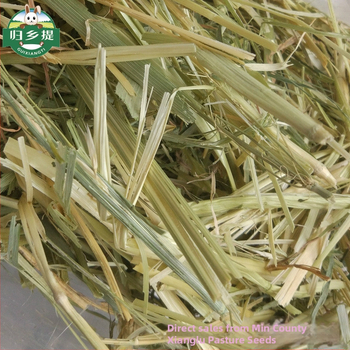 Homecoming Džiovinta sausa dieta triušiams ir činčiloms – kviečių žolė, 500 g, Ziplock pakuotė, džiovinta