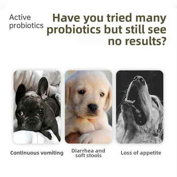 Pulbere probiotică pentru animale de companie (câini și pisici) - suport GI universal, Vegamax, 1 kg, Origine Zhejiang