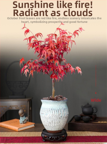 Vaher bonsai siseinterjööri jaoks, lauaplaadi taim küpsunud tüvega Jingdezheni keraamilises potis, Dancer kultivar