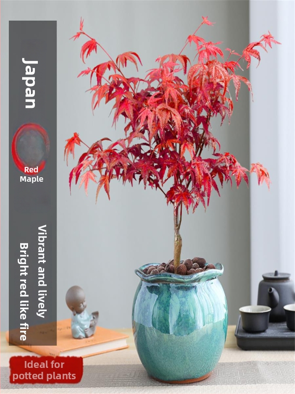 Vaher bonsai siseinterjööri jaoks, lauaplaadi taim küpsunud tüvega Jingdezheni keraamilises potis, Dancer kultivar