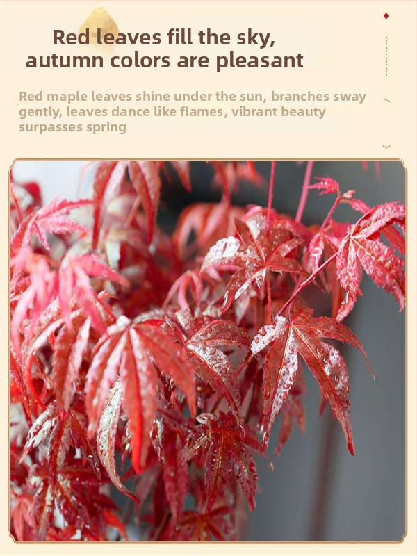 Klevų bonsajus interjerui, stalinis augalas su subrendusių kamienu, Jingdezhen keramikinis vazonas, Dancer veislė