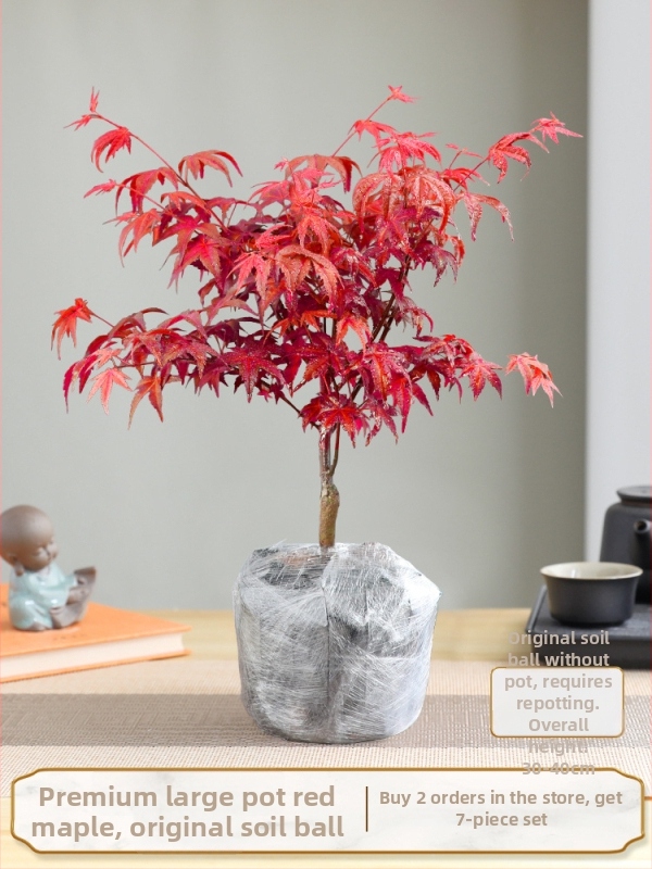 Vaher bonsai siseinterjööri jaoks, lauaplaadi taim küpsunud tüvega Jingdezheni keraamilises potis, Dancer kultivar