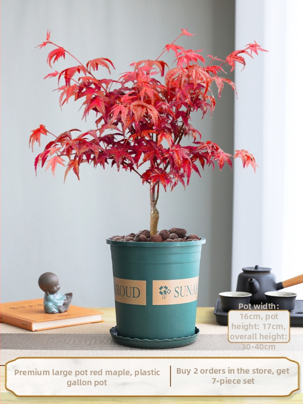 Vaher bonsai siseinterjööri jaoks, lauaplaadi taim küpsunud tüvega Jingdezheni keraamilises potis, Dancer kultivar