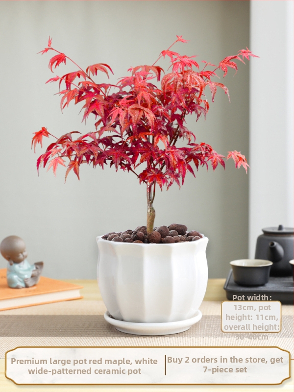 Vaher bonsai siseinterjööri jaoks, lauaplaadi taim küpsunud tüvega Jingdezheni keraamilises potis, Dancer kultivar