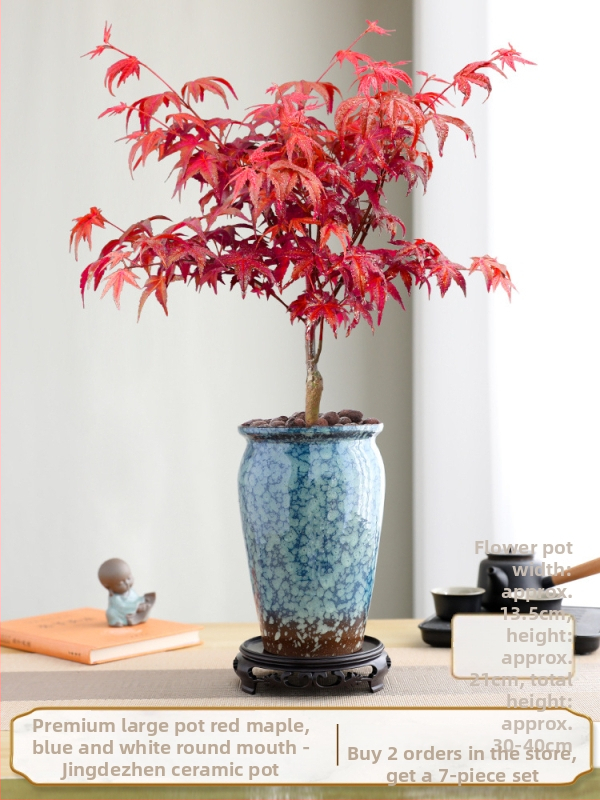 Vaher bonsai siseinterjööri jaoks, lauaplaadi taim küpsunud tüvega Jingdezheni keraamilises potis, Dancer kultivar