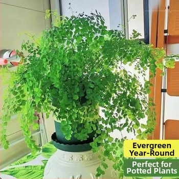 Папрат Адиантум в саксия — пречиства въздуха и абсорбира формалдехид, обича слънчева светлина, нормална температура