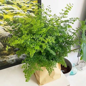 Папрат Адиантум в саксия — пречиства въздуха и абсорбира формалдехид, обича слънчева светлина, нормална температура