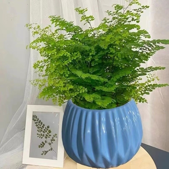 Папрат Адиантум в саксия — пречиства въздуха и абсорбира формалдехид, обича слънчева светлина, нормална температура