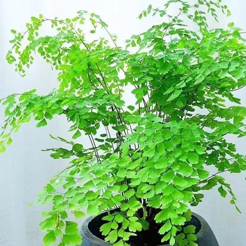 Папрат Адиантум в саксия — пречиства въздуха и абсорбира формалдехид, обича слънчева светлина, нормална температура