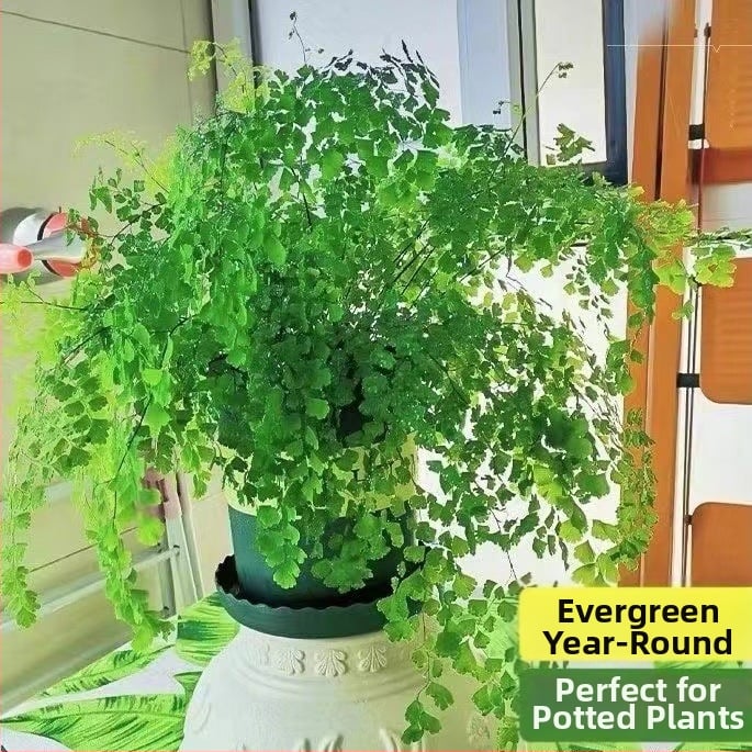 Папрат Адиантум в саксия — пречиства въздуха и абсорбира формалдехид, обича слънчева светлина, нормална температура