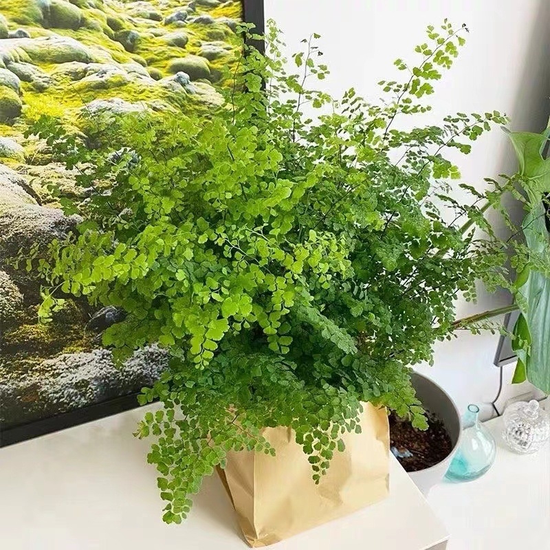 Папрат Адиантум в саксия — пречиства въздуха и абсорбира формалдехид, обича слънчева светлина, нормална температура