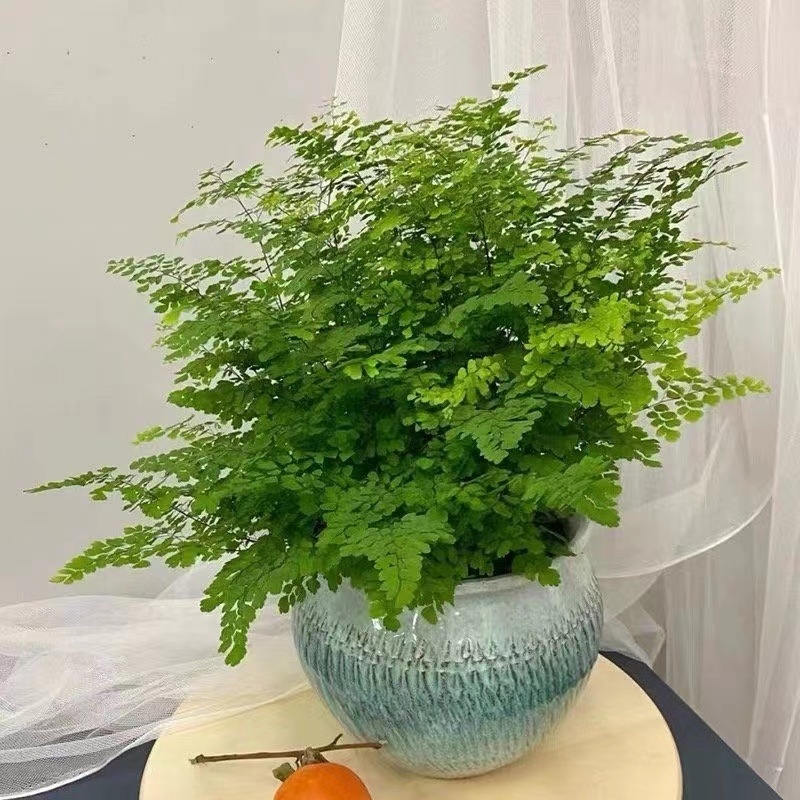 Папрат Адиантум в саксия — пречиства въздуха и абсорбира формалдехид, обича слънчева светлина, нормална температура