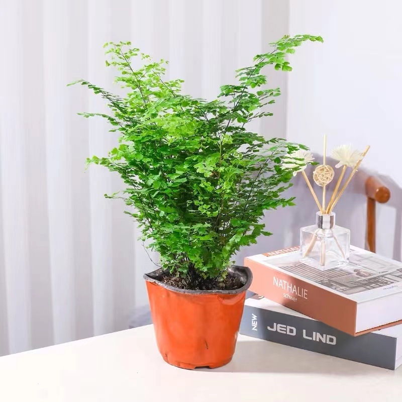 Папрат Адиантум в саксия — пречиства въздуха и абсорбира формалдехид, обича слънчева светлина, нормална температура