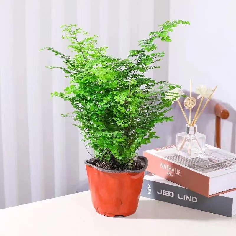 Папрат Адиантум в саксия — пречиства въздуха и абсорбира формалдехид, обича слънчева светлина, нормална температура