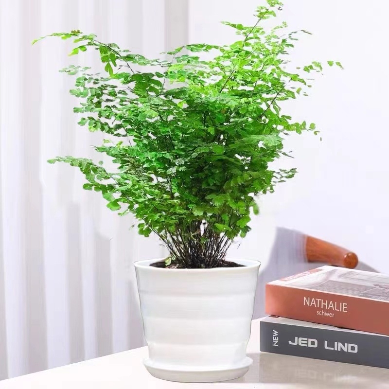 Папрат Адиантум в саксия — пречиства въздуха и абсорбира формалдехид, обича слънчева светлина, нормална температура