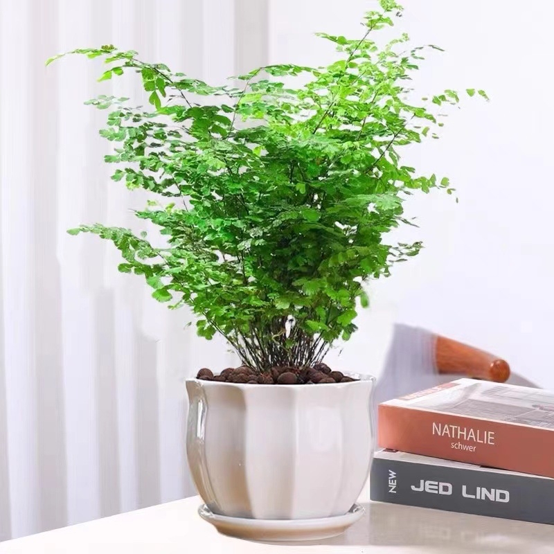 Папрат Адиантум в саксия — пречиства въздуха и абсорбира формалдехид, обича слънчева светлина, нормална температура