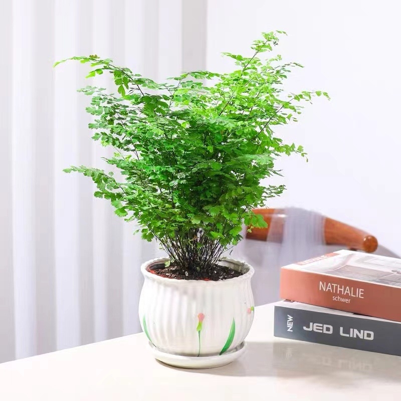 Папрат Адиантум в саксия — пречиства въздуха и абсорбира формалдехид, обича слънчева светлина, нормална температура