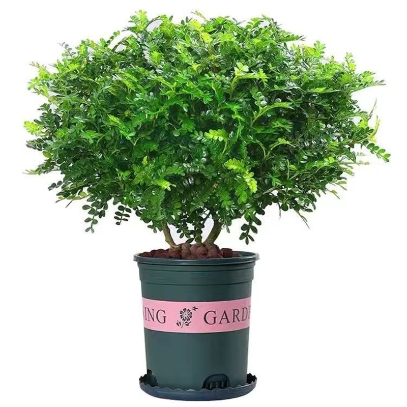 Söödavad lehed kookide kaunistamiseks — lõhnav puidust taim potis, Pepper Wood, tootekood 33699