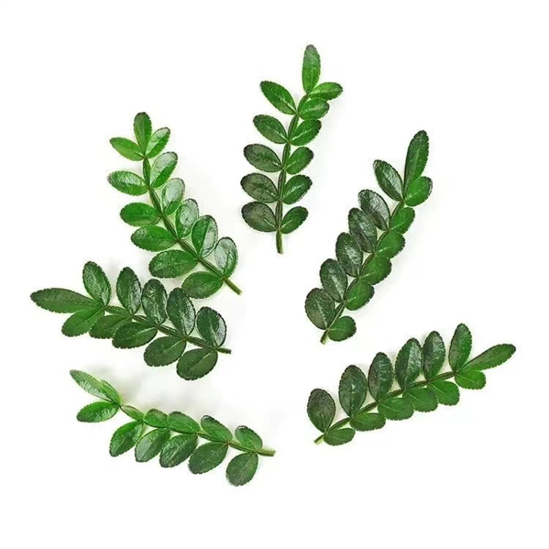 Söödavad lehed kookide kaunistamiseks — lõhnav puidust taim potis, Pepper Wood, tootekood 33699