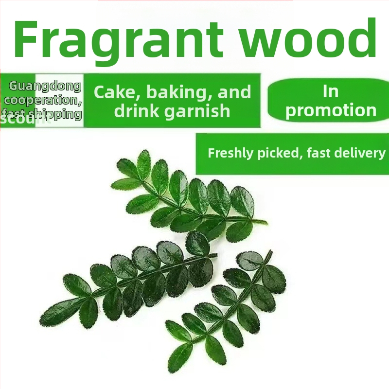 Söödavad lehed kookide kaunistamiseks — lõhnav puidust taim potis, Pepper Wood, tootekood 33699