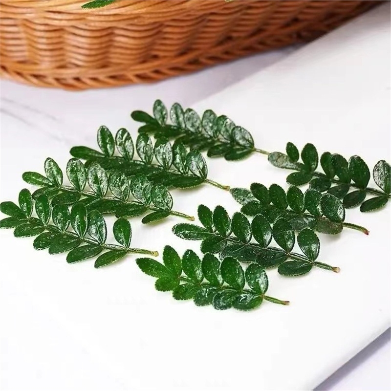 Söödavad lehed kookide kaunistamiseks — lõhnav puidust taim potis, Pepper Wood, tootekood 33699