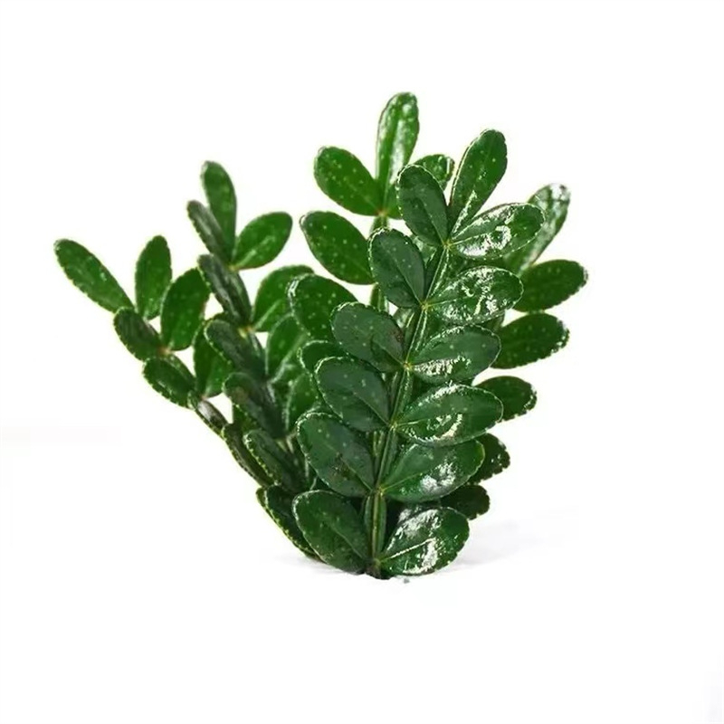 Söödavad lehed kookide kaunistamiseks — lõhnav puidust taim potis, Pepper Wood, tootekood 33699