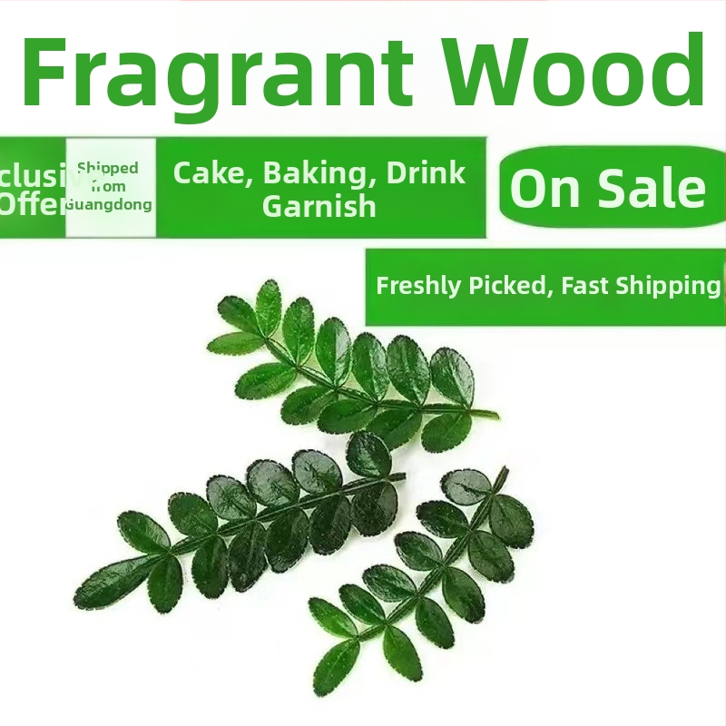 Söödavad lehed kookide kaunistamiseks — lõhnav puidust taim potis, Pepper Wood, tootekood 33699