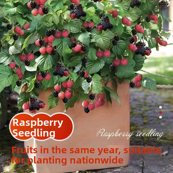 Kétszezonos málna palánta edényes és virágágyás neveléséhez; termés 5–7 hónap; virágzás 4 hónap; Guoxiang márka