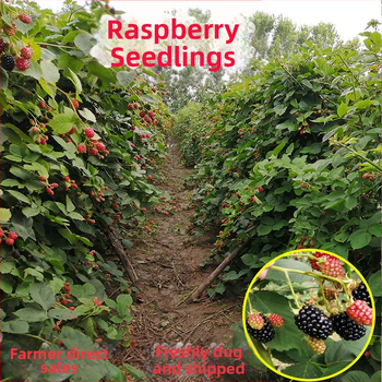 Kétszezonos málna palánta edényes és virágágyás neveléséhez; termés 5–7 hónap; virágzás 4 hónap; Guoxiang márka