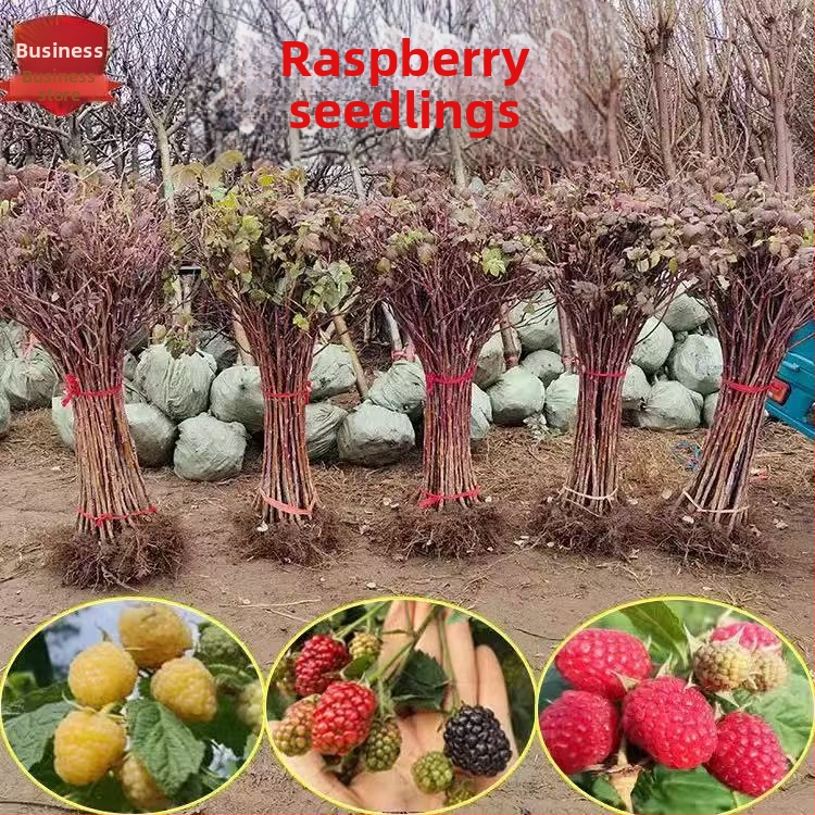 Kétszezonos málna palánta edényes és virágágyás neveléséhez; termés 5–7 hónap; virágzás 4 hónap; Guoxiang márka