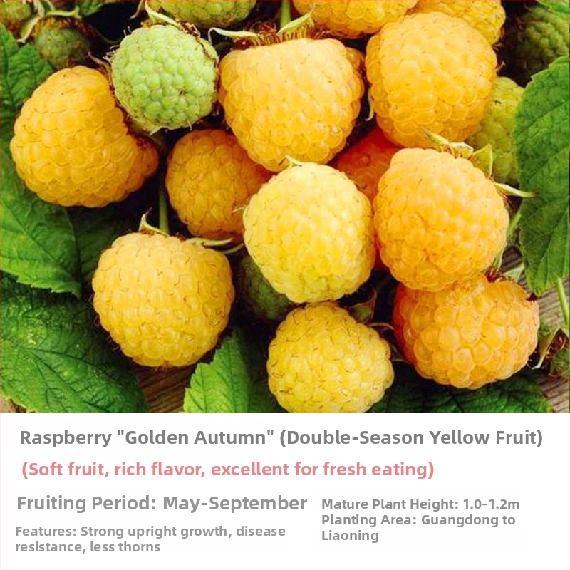 Kétszezonos málna palánta edényes és virágágyás neveléséhez; termés 5–7 hónap; virágzás 4 hónap; Guoxiang márka