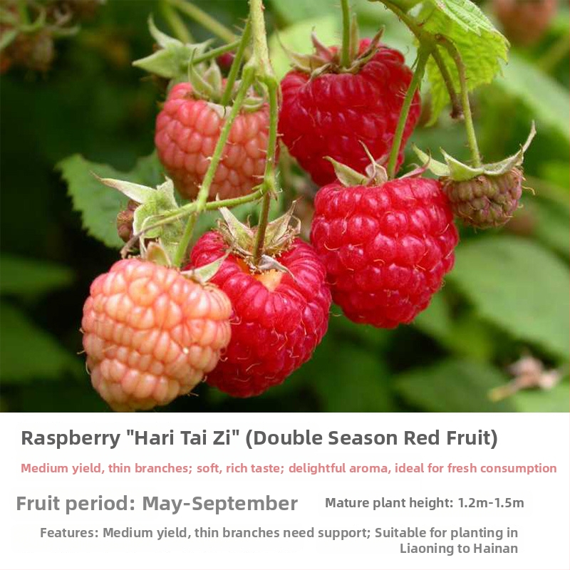 Kétszezonos málna palánta edényes és virágágyás neveléséhez; termés 5–7 hónap; virágzás 4 hónap; Guoxiang márka