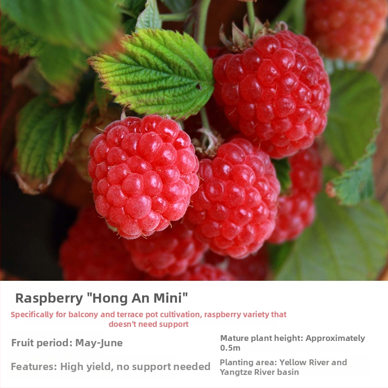 Kétszezonos málna palánta edényes és virágágyás neveléséhez; termés 5–7 hónap; virágzás 4 hónap; Guoxiang márka