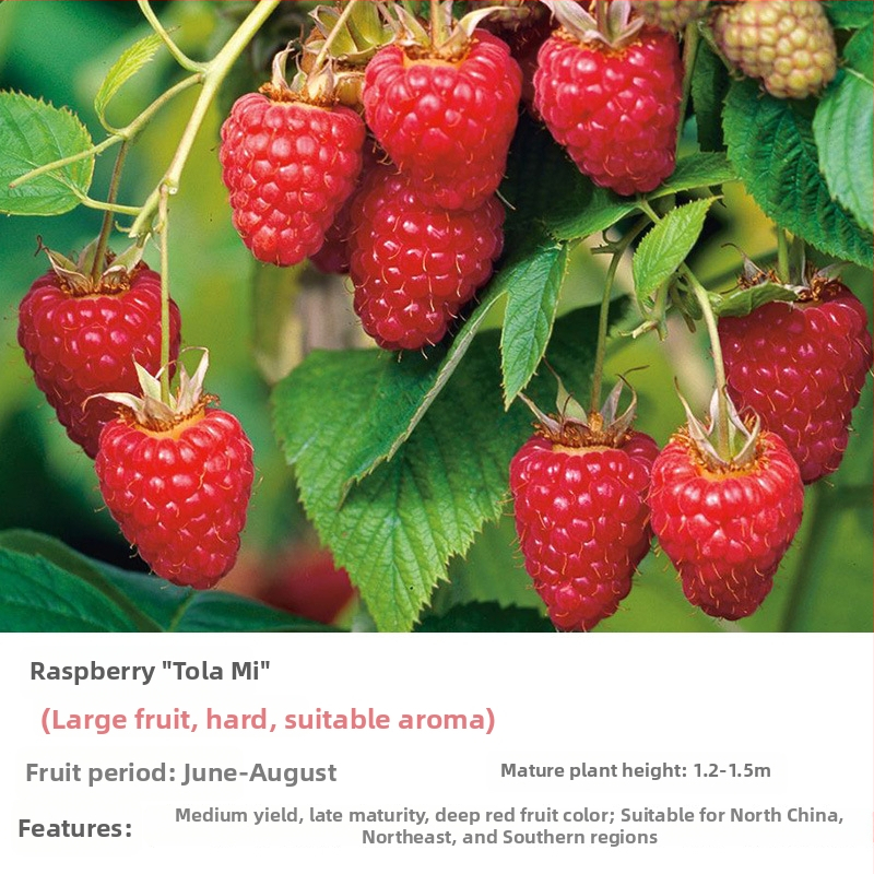 Kétszezonos málna palánta edényes és virágágyás neveléséhez; termés 5–7 hónap; virágzás 4 hónap; Guoxiang márka