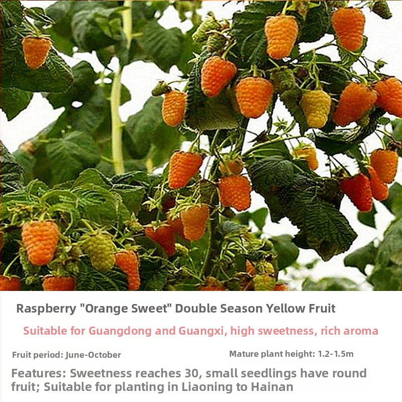 Kétszezonos málna palánta edényes és virágágyás neveléséhez; termés 5–7 hónap; virágzás 4 hónap; Guoxiang márka