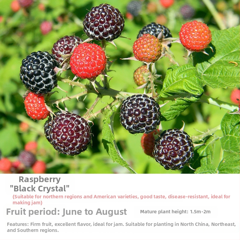 Kétszezonos málna palánta edényes és virágágyás neveléséhez; termés 5–7 hónap; virágzás 4 hónap; Guoxiang márka