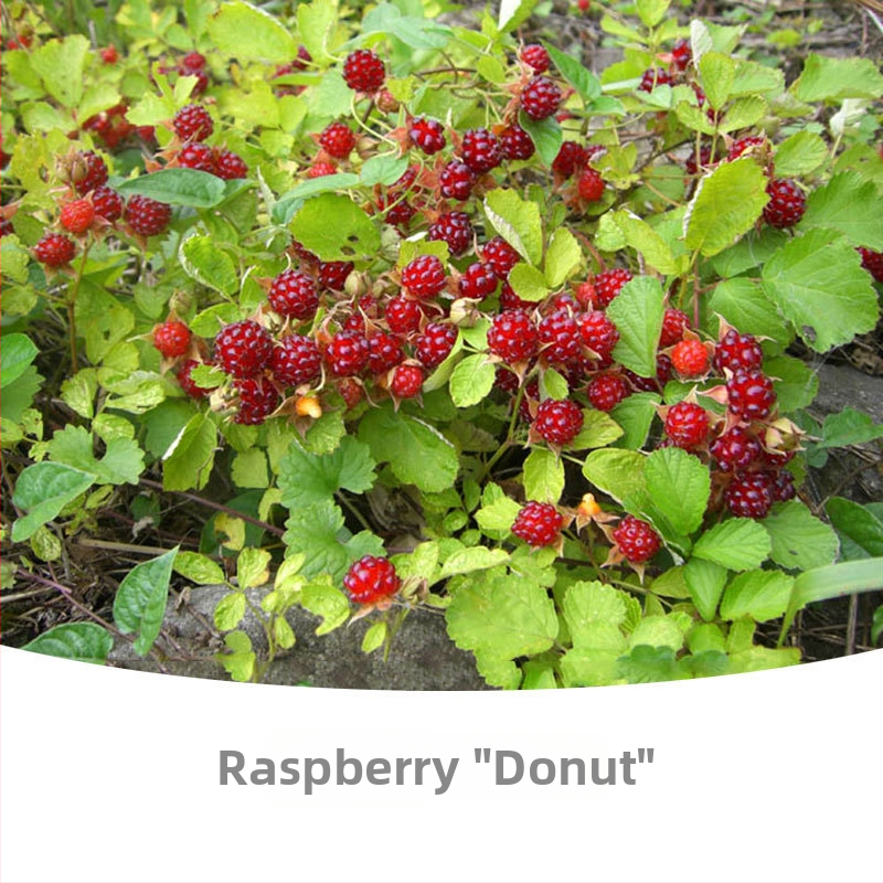 Kétszezonos málna palánta edényes és virágágyás neveléséhez; termés 5–7 hónap; virágzás 4 hónap; Guoxiang márka