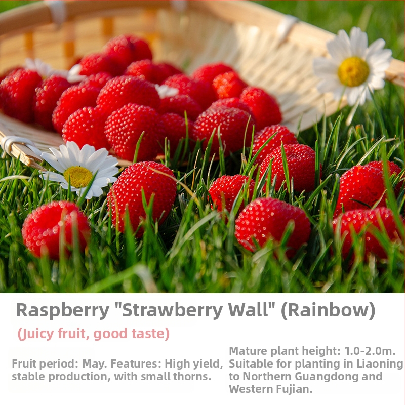 Kétszezonos málna palánta edényes és virágágyás neveléséhez; termés 5–7 hónap; virágzás 4 hónap; Guoxiang márka