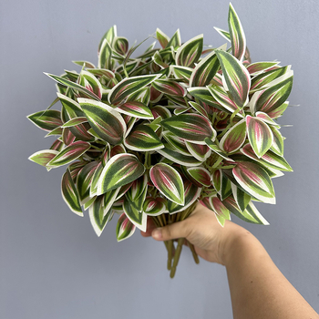 Τεχνητό φύλλο pothos για διακόσμηση τοίχου; Υλικό: μεταξωτό φυτό; Μάρκα: Flower king; Ποικιλία: 105405092; Τέχνη: στιλιζάρισμα, ανάγλυφο, έγχυση, 3D εκτύπωση; Χρήση: γάμος, εξωτερικός χώρος, αξεσουάρ φωτογράφισης, οικιακή διακόσμηση